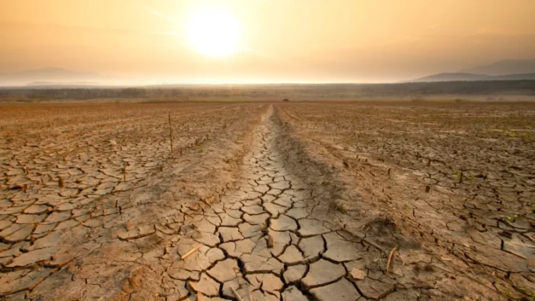 Drought Looms Over Sindh Amid Severe Rainfall Shortage