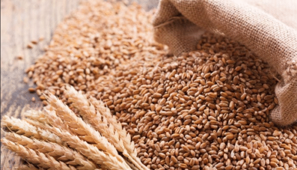  Punjab Government to Procure Wheat from Farmers at Rs3,500 per 40kg