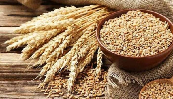 KP Government Suspends Eight Officials Over Expired Wheat Seed Scandal