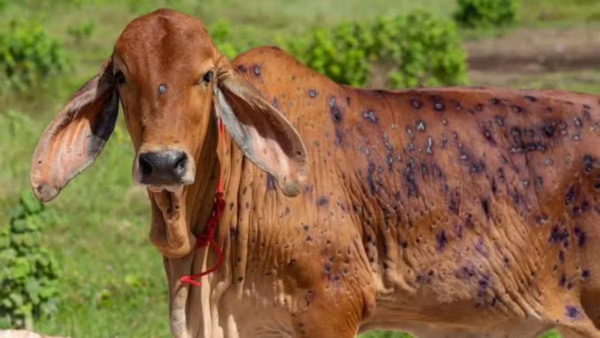 Lumpy Skin Disease Cases Reportedly Increase Across Sargodha, Raising Concerns Among Livestock Farmers