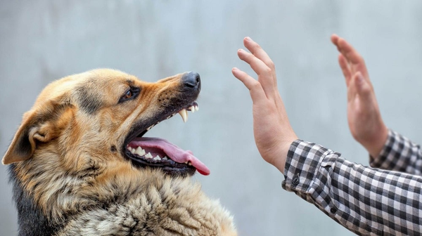 Sindh Dog Bite Cases Cross 200,000 in 2026 as Rabies Deaths Rise